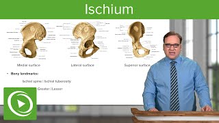 Ischium Location Body amp Bony Landmarks – Anatomy  Medical Education Videos [upl. by Katzir]