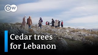 Tree ID Cedars  Cedrus  includes Cedar of Lebanon Deodar cedar atlantic or Atlas Cedar [upl. by Abagail41]