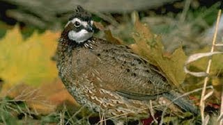 Bobwhite Quail Nest [upl. by Symer480]