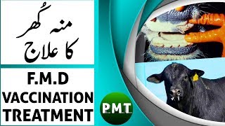 Mun Khur Ka Ilaj  Foot amp Mouth Disease in Cows Treatment in Urdu Hindi  منہ کھر کی بیماری کا علاج [upl. by Alroi332]