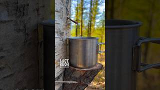 How To Get Birch Tree Sap A Refreshing Natural Drink survival bushcraft outdoors [upl. by Kendyl]