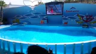 Zoomarine  Dolphin Show 2015 [upl. by Telfore542]