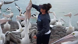 Pelican eats Womans Hand From Smiles to Pain  Con Bồ nông nuốt tay bà đau quá [upl. by Emsmus]