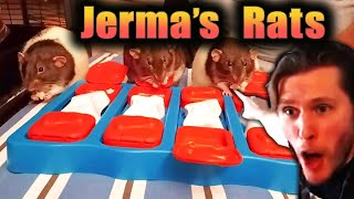 Jermas Rats Found a Onion jerma985 [upl. by Hsotnas]