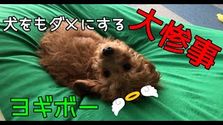 【ハプニング】ヨギボーを初めて体験した犬はヨギボーの虜に・・・ [upl. by Parris181]