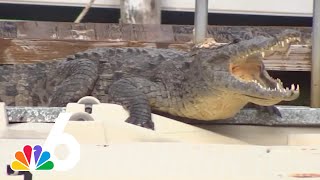 8foot crocodile spotted in Fort Lauderdale community for two days [upl. by Schwab]