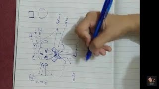 08 Midbrain at level of Superior Colliculus  Transverse Section  Drawing  EASY mnemonic [upl. by Acacia]