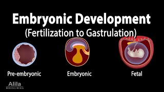 Embryology from Fertilization to Gastrulation Animation [upl. by Benito]