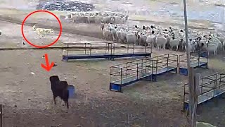 Tibetan Mastiff protects sheep flock from a wolf  Must Watch [upl. by Sapienza]