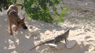 Iguana vs Dog [upl. by Eiramanitsirhc862]