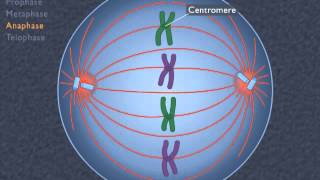 Animation How the Cell Cycle Works [upl. by Mei180]