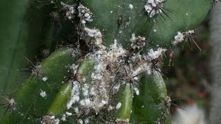 Mealybug HORROR at the Botanic Gardens [upl. by Albertine]