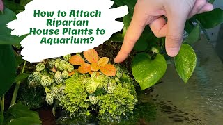 How to Attach Riparian House Plants to Aquarium [upl. by Caresse]