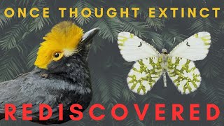 5 quotExtinctquot Species that were Rediscovered [upl. by Senskell]