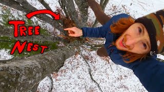 Making a Primitive tree nest in winter [upl. by Engelhart]