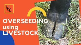 OVERSEEDING PASTURES using your livestock to get better stands [upl. by Hcirdeirf409]