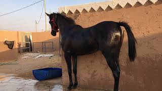 ترويش الخيل ،، متى وكيف ؟ الجزء الثاني 2 [upl. by Jeane]