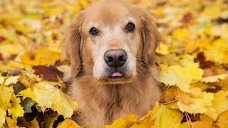 Golden Retrievers The Golden Standard of DogsAre They Right for You [upl. by Dearman959]