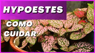 PLANTANDO CONFETE HYPOESTES [upl. by Toni]