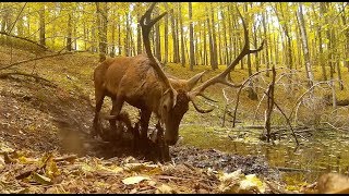 Jelenie  łosie  wilki z ostatniego tygodnia [upl. by Fidelity]