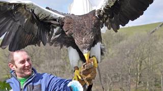 All About American Eagles [upl. by Wylen]