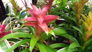 How to care for a Bromeliad Plant  Donna Joshi [upl. by Erialcyram]