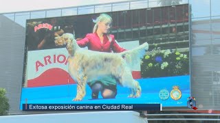 Exitosa exposición canina de la RSCE en Ciudad Real [upl. by Aniratac754]