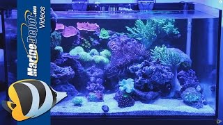 Coral Food Make Your Corals Fat and Healthy [upl. by Rhianna]