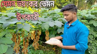 জংলা আলকুশির উপকারিতা।আলকুশি গাছ কেমন ঔষধি গ্রামের ভয়ংকর ভেষজ উদ্ভিদ আলকুশি। [upl. by Yenterb]