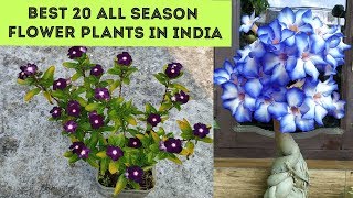 All season Flower plants in India Plant names with pictures [upl. by Cire]