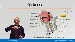 Anatomie générale  Coupe sagittale de la face et du cou [upl. by Akirderf816]