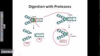 Antibody subclasses and types [upl. by Atiuqahs]