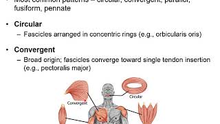 Chapter 11B  Muscular System Naming Skeletal Muscles and Arrangement of Fascicles [upl. by Sprage]