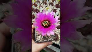 Echinocereus reichenbachii hybr purpureus kaktusy cactus succulent kwiaty nature plants [upl. by Kelly]