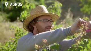 Rose picking in Agros – Aegean Traveller Cyprus [upl. by Neltiak]