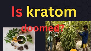 Kratom Kingdom videos explore the good and bad of kratom as well as a vlog [upl. by Quackenbush499]