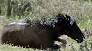 Lucy Rees  Why Study Wild Horses [upl. by Enyaw]