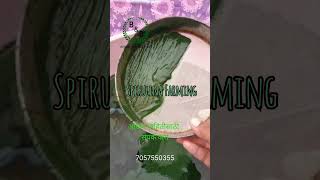 quotSpirulina Farming for Beginners A StepbyStep GuidequotSpirulina Superfood HealthBenefits [upl. by Nosrej718]