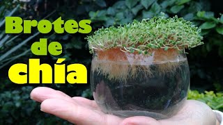 GERMINADOS de Chía en 5 Días  BROTES de semillas de CHIA [upl. by Lassiter456]