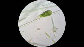 Euglena viridis under a microscope Demonstrates amazing flexibility [upl. by Eveivenej213]