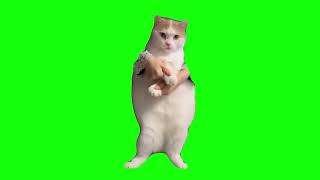 Cat dancing to edm green screen 1 hour [upl. by Aloap]