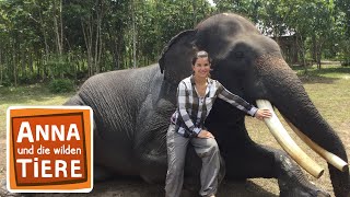 Beim Elefantendoktor  Reportage für Kinder  Anna und die wilden Tiere [upl. by Nah]