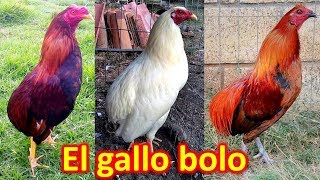 EL GALLO BOLO [upl. by Yentiw]