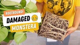 Dividing Repotting amp PROPAGATING Monstera Deliciosa [upl. by Adore]