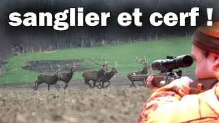 TIR DUN GROS SANGLIER A 10 METRES  ouveture de la chasse aux gros gibiers 20172018 [upl. by Nesahc]