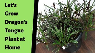 How to Propagate Dragons Tongue Plant  Easy amp Best Method to Grow Hemigraphis Repanda Plant [upl. by Hephzibah]