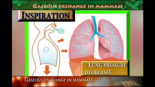 GASEOUS Exchange in MAMMALS [upl. by Ayotas]