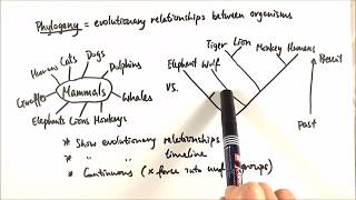 AS Biology  Phylogeny OCR A Chapter 103 [upl. by Wycoff801]