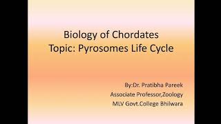 Biology of chordates Topiclife cycle of Pyrosoma by DrPratibha Pareek Asso prof zoology MLVGC BHIL [upl. by Hands]