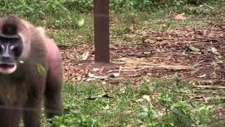 MANDRILLS AT YAOUNDE ZOO [upl. by Nachison]